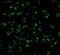 Receptor Interacting Serine/Threonine Kinase 2 antibody, GTX31647, GeneTex, Immunofluorescence image 