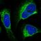 Glucosidase II Alpha Subunit antibody, HPA061426, Atlas Antibodies, Immunocytochemistry image 