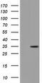 Geranylgeranyl Diphosphate Synthase 1 antibody, CF501730, Origene, Western Blot image 