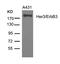 Erb-B2 Receptor Tyrosine Kinase 3 antibody, A00539-2, Boster Biological Technology, Western Blot image 