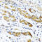 Osteoglycin antibody, 22-401, ProSci, Immunohistochemistry frozen image 
