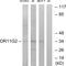 Olfactory Receptor Family 11 Subfamily G Member 2 antibody, GTX87011, GeneTex, Western Blot image 