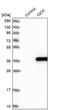 IQ Motif Containing K antibody, PA5-55419, Invitrogen Antibodies, Western Blot image 