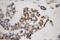 Mitogen-Activated Protein Kinase Kinase Kinase Kinase 5 antibody, 12827-1-AP, Proteintech Group, Immunohistochemistry frozen image 