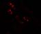 NK2 Homeobox 2 antibody, A04740, Boster Biological Technology, Immunofluorescence image 