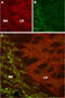 Hyperpolarization Activated Cyclic Nucleotide Gated Potassium Channel 4 antibody, GTX54825, GeneTex, Immunohistochemistry frozen image 