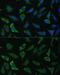 Endothelin Converting Enzyme 1 antibody, GTX54043, GeneTex, Immunocytochemistry image 