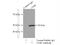 CD46 Molecule antibody, 12494-1-AP, Proteintech Group, Immunoprecipitation image 