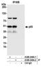p53 antibody, A300-249A, Bethyl Labs, Immunoprecipitation image 
