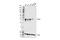 Geminin DNA Replication Inhibitor antibody, 52508S, Cell Signaling Technology, Western Blot image 