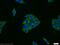 C1 esterase inhibitor antibody, 12259-1-AP, Proteintech Group, Immunofluorescence image 