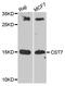 Cystatin F antibody, A8164, ABclonal Technology, Western Blot image 