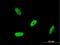 RNA Binding Motif Single Stranded Interacting Protein 2 antibody, H00005939-M04, Novus Biologicals, Immunofluorescence image 