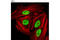 Heterogeneous Nuclear Ribonucleoprotein A1 antibody, 8443S, Cell Signaling Technology, Immunocytochemistry image 