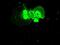 NIMA Related Kinase 6 antibody, GTX84056, GeneTex, Immunofluorescence image 