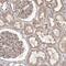 Alpha Kinase 1 antibody, PA5-55621, Invitrogen Antibodies, Immunohistochemistry paraffin image 