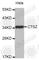 Cathepsin Z antibody, A2681, ABclonal Technology, Western Blot image 