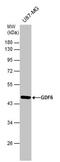 Growth Differentiation Factor 6 antibody, PA5-78681, Invitrogen Antibodies, Western Blot image 