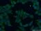 Squalene synthase antibody, 13128-1-AP, Proteintech Group, Immunofluorescence image 