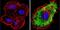 Mitogen-Activated Protein Kinase Kinase 1 antibody, MA1-095, Invitrogen Antibodies, Immunofluorescence image 