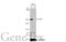 Tight Junction Protein 1 antibody, GTX636491, GeneTex, Western Blot image 