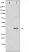 Cyclin Dependent Kinase 2 antibody, abx011805, Abbexa, Western Blot image 