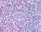 P2Y Receptor Family Member 10 antibody, NLS860, Novus Biologicals, Immunohistochemistry frozen image 