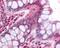 Platelet Derived Growth Factor Receptor Like antibody, 49-687, ProSci, Immunohistochemistry frozen image 