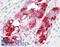 Neuropeptide Y antibody, LS-B3280, Lifespan Biosciences, Immunohistochemistry paraffin image 