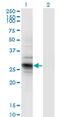 IPP isomerase 2 antibody, MA5-24506, Invitrogen Antibodies, Western Blot image 
