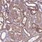 Cytosolic Iron-Sulfur Assembly Component 3 antibody, PA5-59325, Invitrogen Antibodies, Immunohistochemistry frozen image 