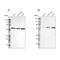G-Patch Domain And KOW Motifs antibody, PA5-51655, Invitrogen Antibodies, Western Blot image 
