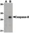 Caspase 8 antibody, PA5-20119, Invitrogen Antibodies, Western Blot image 