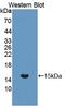 Mucin 5AC, Oligomeric Mucus/Gel-Forming antibody, LS-C374002, Lifespan Biosciences, Western Blot image 
