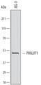 Protein O-Glucosyltransferase 1 antibody, MAB6437, R&D Systems, Western Blot image 