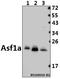 Anti-Silencing Function 1A Histone Chaperone antibody, A02926, Boster Biological Technology, Western Blot image 