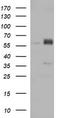 Zinc finger and SCAN domain-containing protein 21 antibody, LS-C788073, Lifespan Biosciences, Western Blot image 