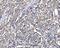 Heat Shock Protein Family A (Hsp70) Member 9 antibody, PB9642, Boster Biological Technology, Immunohistochemistry paraffin image 