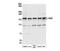 Cyclin G Associated Kinase antibody, NBP2-32181, Novus Biologicals, Western Blot image 