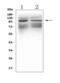 Glutamate Ionotropic Receptor Kainate Type Subunit 1 antibody, LS-C344060, Lifespan Biosciences, Western Blot image 