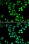 Programmed Cell Death 6 antibody, orb373454, Biorbyt, Immunocytochemistry image 