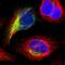 Calvaria mechanical force protein 608 antibody, NBP1-84435, Novus Biologicals, Immunofluorescence image 
