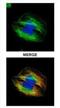 Tubulin Alpha 4a antibody, NBP1-31392, Novus Biologicals, Immunofluorescence image 