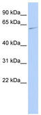 ERK-7 antibody, TA333531, Origene, Western Blot image 