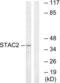 SH3 And Cysteine Rich Domain 2 antibody, LS-C120389, Lifespan Biosciences, Western Blot image 