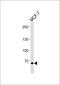 Testis-specific Y-encoded-like protein 2 antibody, PA5-35264, Invitrogen Antibodies, Western Blot image 