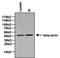 Beta-Actin antibody, PA1-183, Invitrogen Antibodies, Immunoprecipitation image 