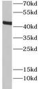 Cannabinoid Receptor 2 antibody, FNab10154, FineTest, Western Blot image 