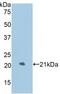 Lysosomal Associated Membrane Protein 2 antibody, LS-C295229, Lifespan Biosciences, Western Blot image 