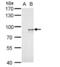 Alkylglycerone Phosphate Synthase antibody, NBP1-32033, Novus Biologicals, Western Blot image 